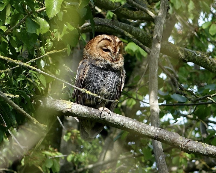 tawny owl family